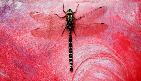 Framed Black Dragonfly On red Print