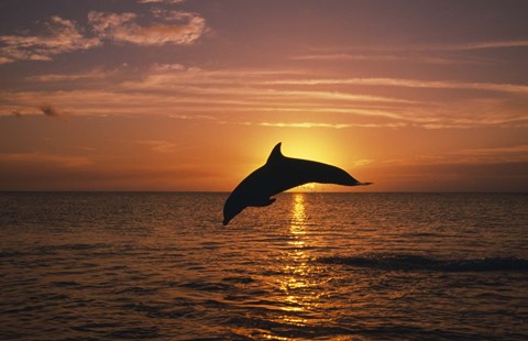 Framed Dolphin Sunset Dive II Print