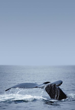 Framed Whale Tail And Sea Vertical Print