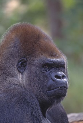 Framed Gorilla Portrait Print