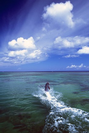 Framed Dolphin Blue Water Swim Print