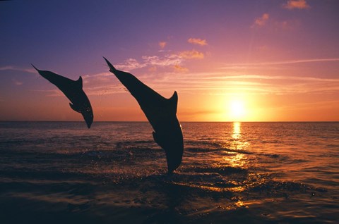 Framed Dolphin Sunset Dive Duo Print