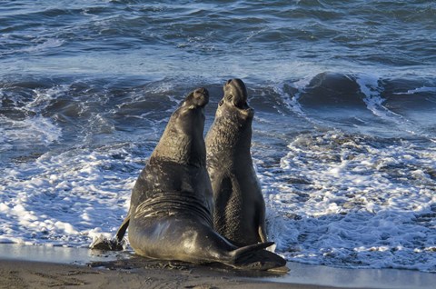 Framed Seals Singing Print