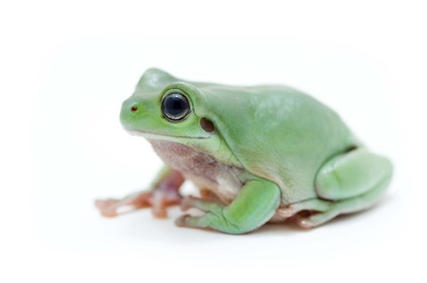 Framed Green Frog On White Print