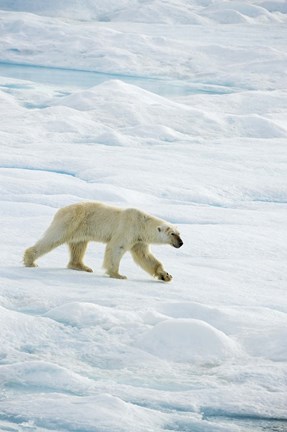 Framed Polar Bear Walking On Ice I Print
