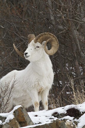 Framed White Ram Watching Print