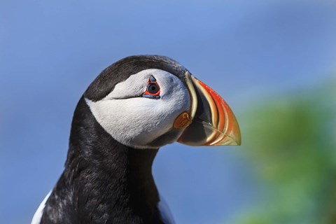 Framed Puffin Bird Colorful Beak Closeup II Print