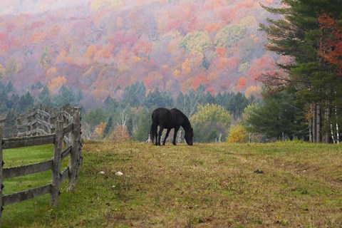 Framed Black Horse Grazing On Fall Day Print