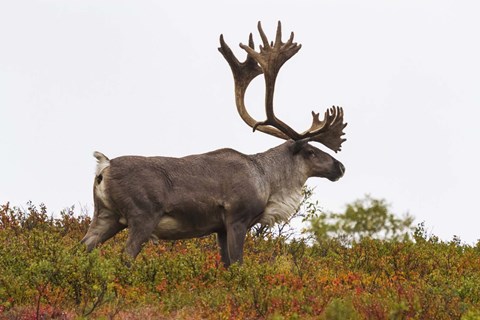 Framed Brown Caribou Print