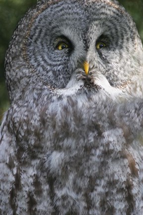 Framed Wise White Owl Print
