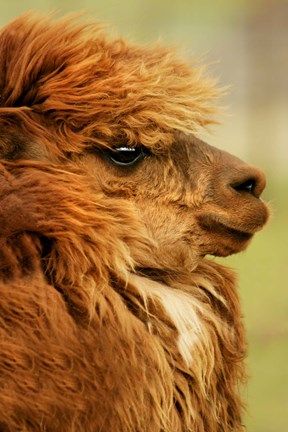 Framed Camel Profile Print