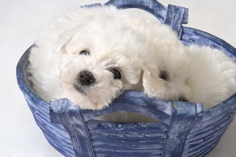 Framed White Puppy In Blue Basket Print