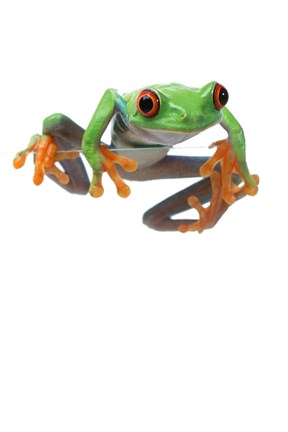 Framed Orange Footed Frog Climb Print