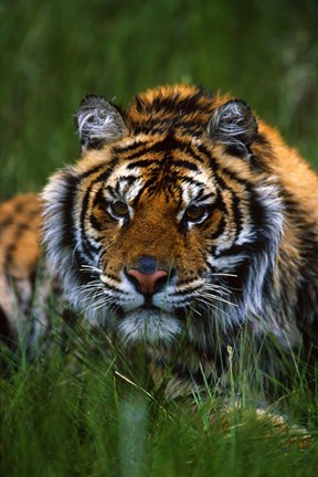 Framed Gazing Tiger Print