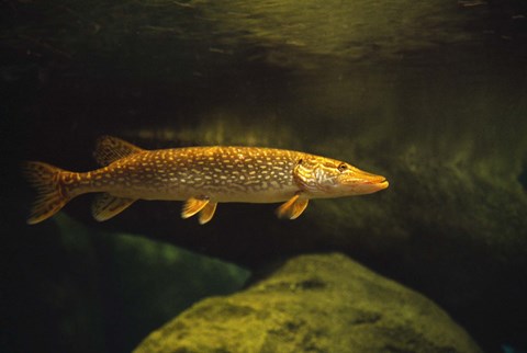 Framed Golden Speckled Fish Underwater Print