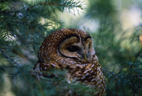 Framed Brown Little Owl In Pine Print