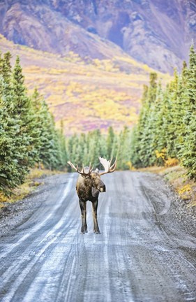 Framed Moose In The Road Print