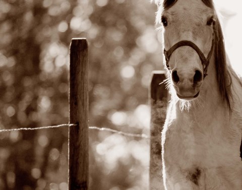 Framed White Horse Closeup Sepia Print