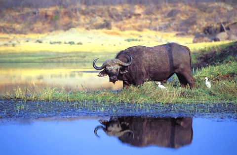 Framed Buffalo Print