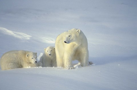 Framed Polar Bear and Cubs Print