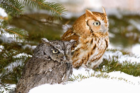Framed Winter Owls Print
