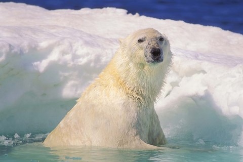 Framed Polar Bear in the Water Print