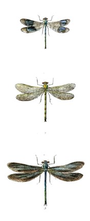 Framed Dragonfly Study II Print