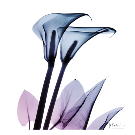 Framed Calla Lily Purp II Print