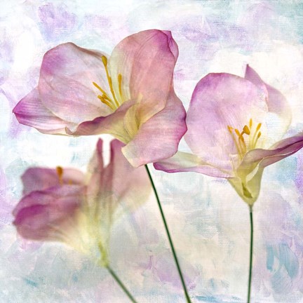 Framed Pink Hyacinth III Print