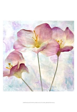 Framed Pink Hyacinth IV Print