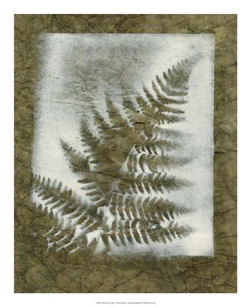 Framed Shadows &amp; Ferns I Print