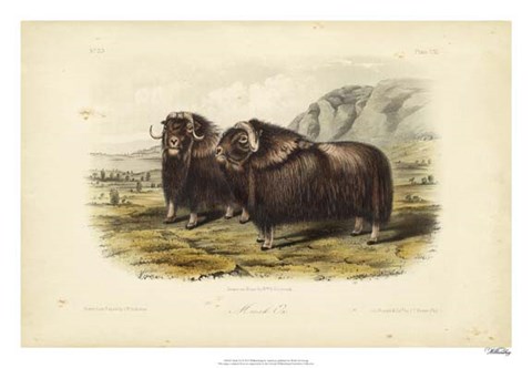 Framed Musk Ox Print