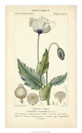 Framed Botanique Study in Lavender II Print