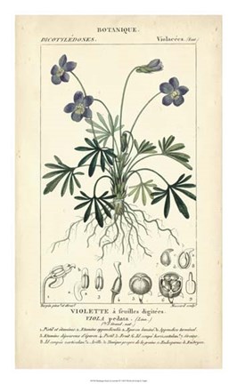 Framed Botanique Study in Lavender IV Print