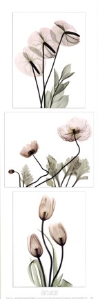 Framed Flowering Triptych Print