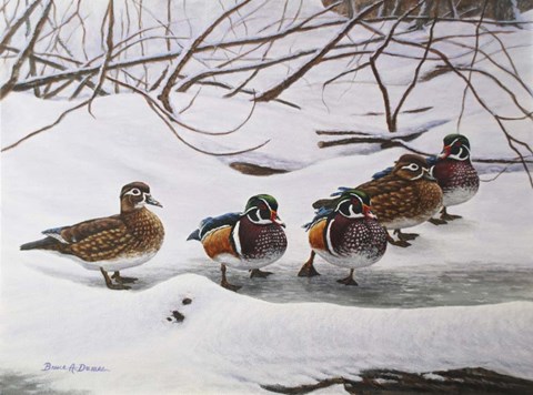 Framed Winter Wood Ducks Print