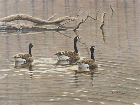 Framed Early Spring Geese Trio Print