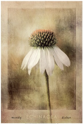 Framed Echinacea Print