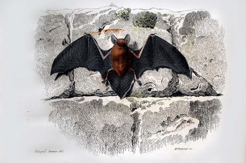 Framed Bat I Print