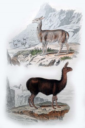 Framed Vicuna and Llama Print