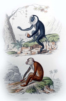 Framed Pair of Monkeys IV Print