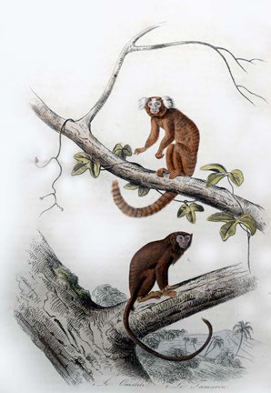 Framed Pair of Monkeys XI Print