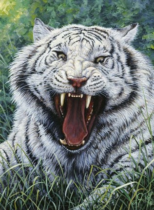 Framed White Tiger 2 Print