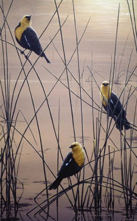 Framed Yellow Headed B Birds Print