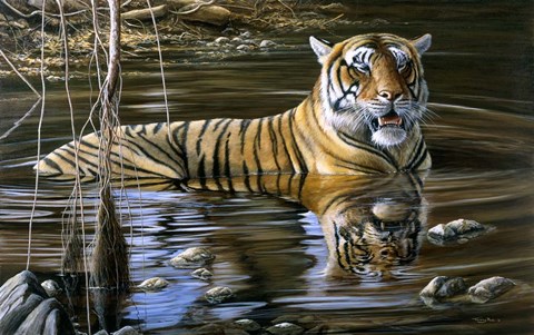 Framed Cooling Off Bengal Tiger Print
