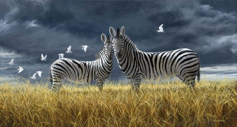Framed Coming Of Rain Zebra Print