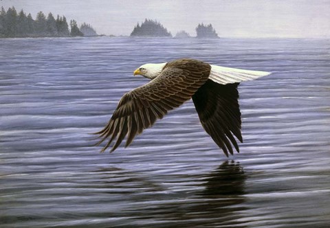 Framed Low Flight Bald Eagle Print