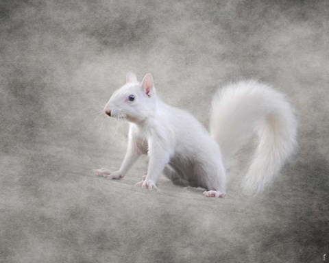 Framed Albino Squirrel Print