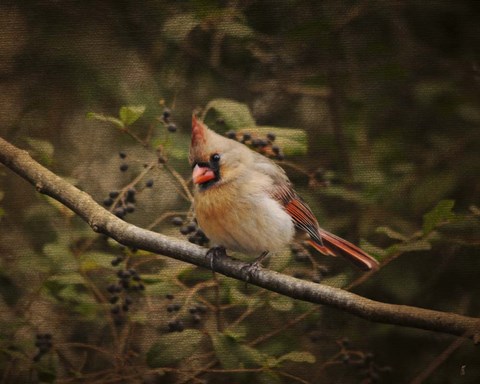 Framed Anticipating Winter Cardinal 2 Print