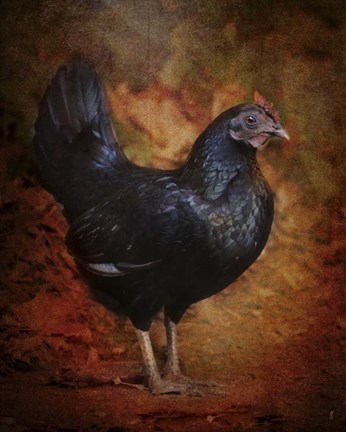 Framed Black Bantam Chicken Print